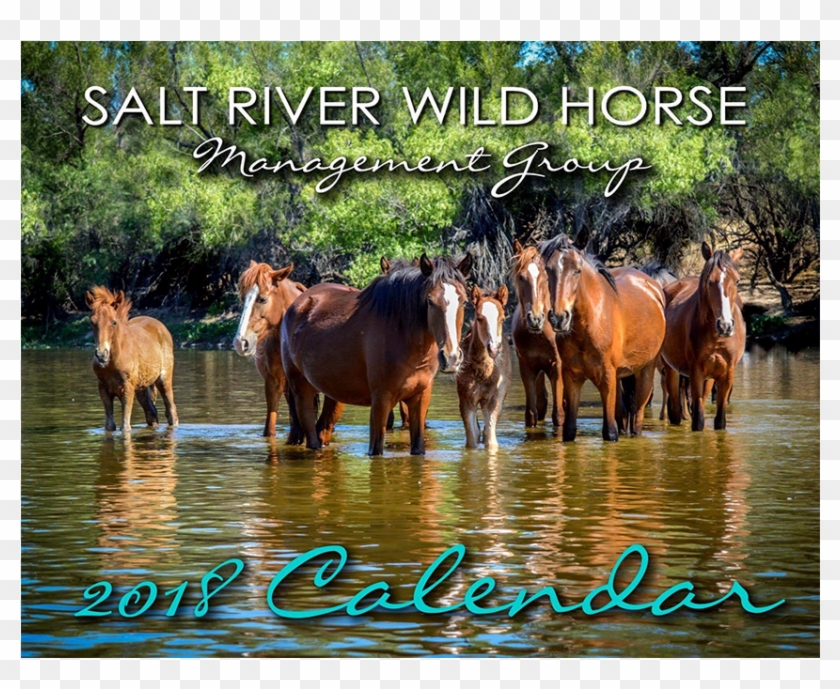 Salt River Wild Horse Management Group Calendar - Mustang Horse Clipart #3596863
