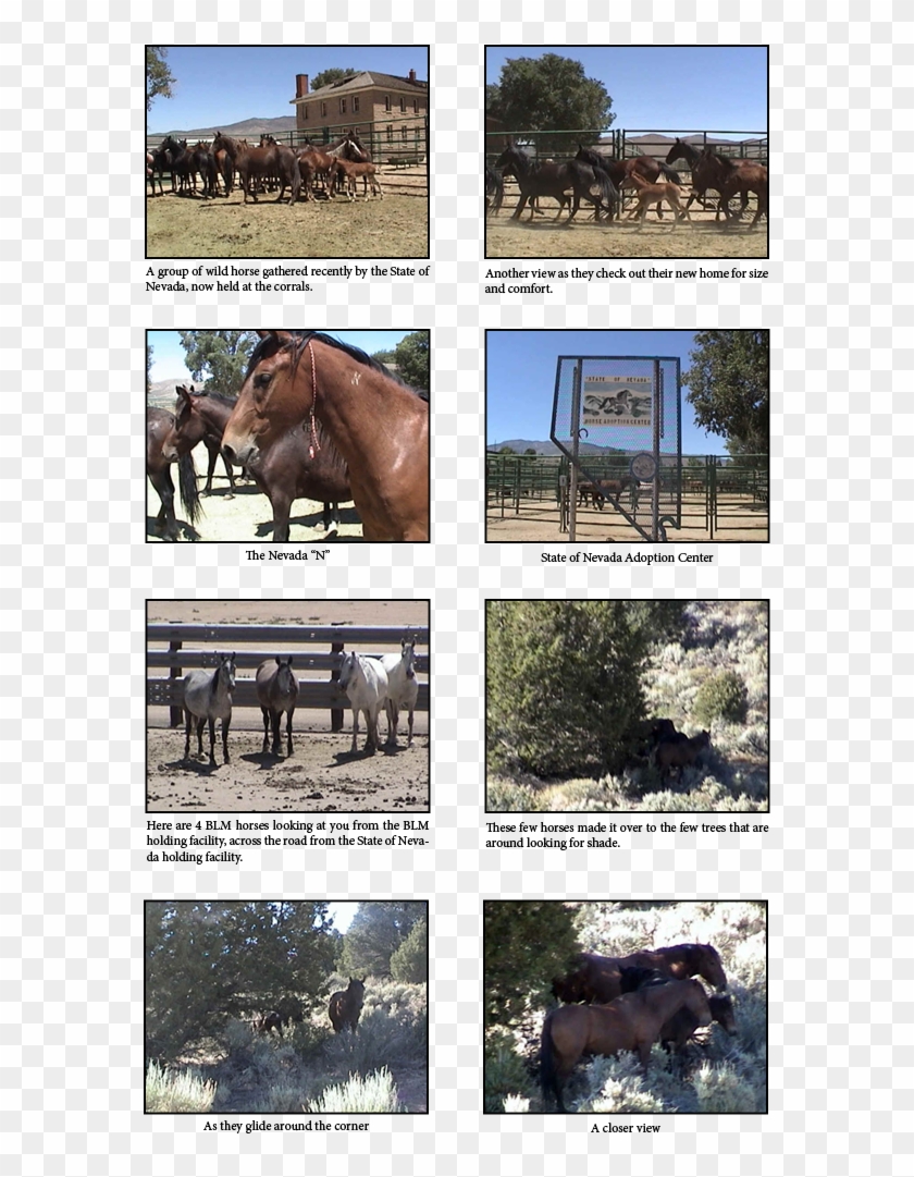 Untitled-1 - Sorrel Clipart