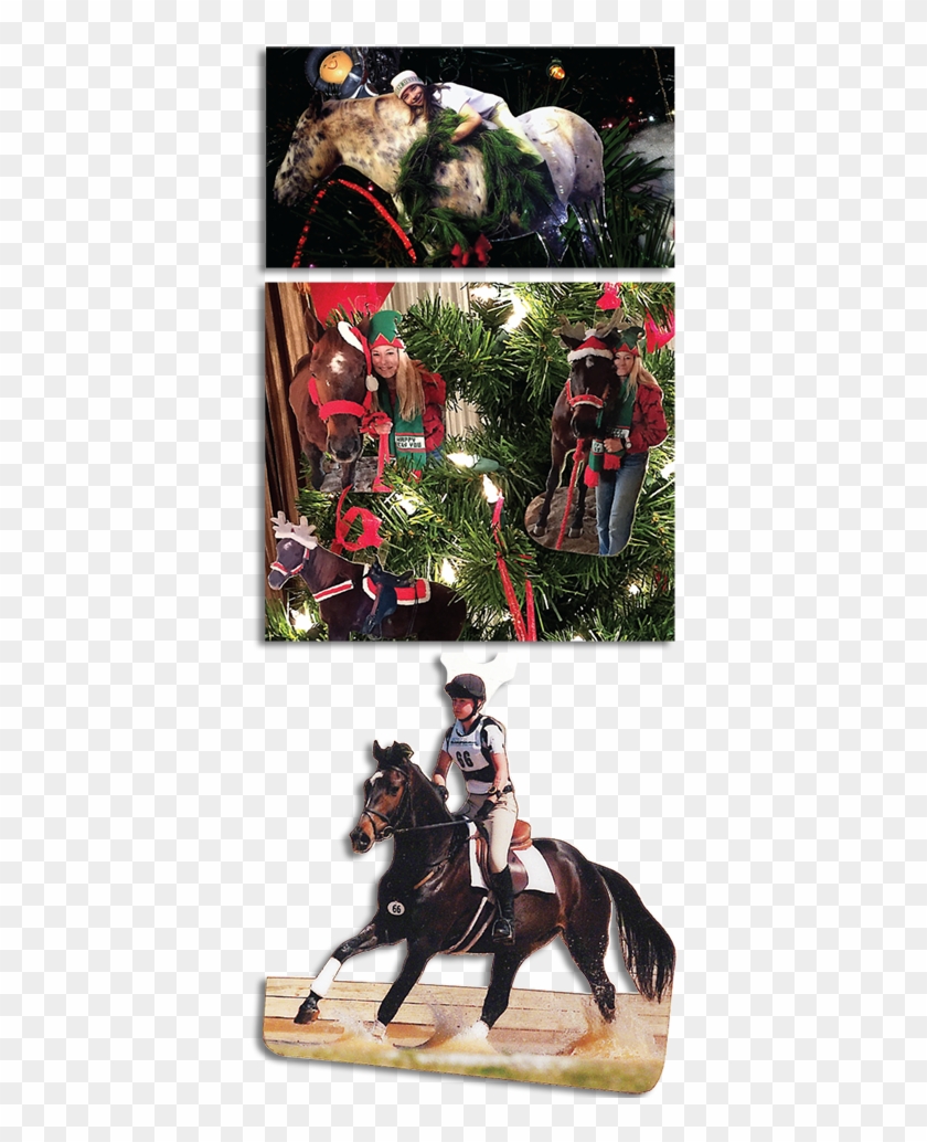 Photo Ornaments - Stallion Clipart