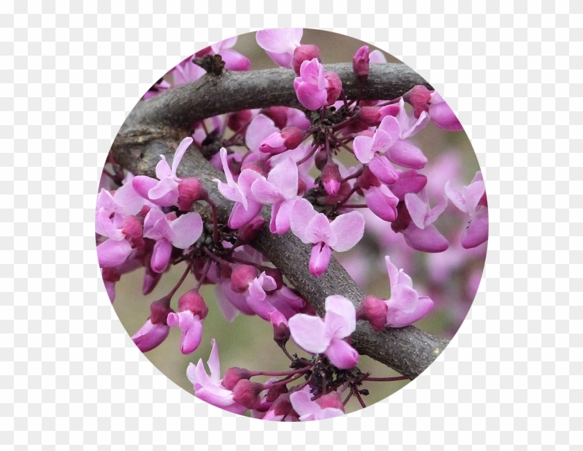 Chinese Redbud Clipart #3599030
