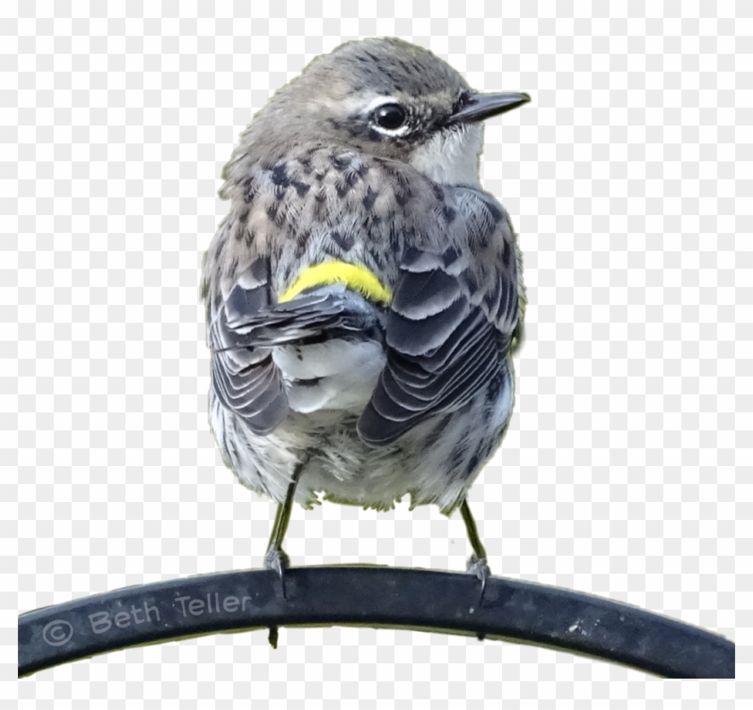 Bird Sticker - Yellow Rumped Warbler Clipart #3599074