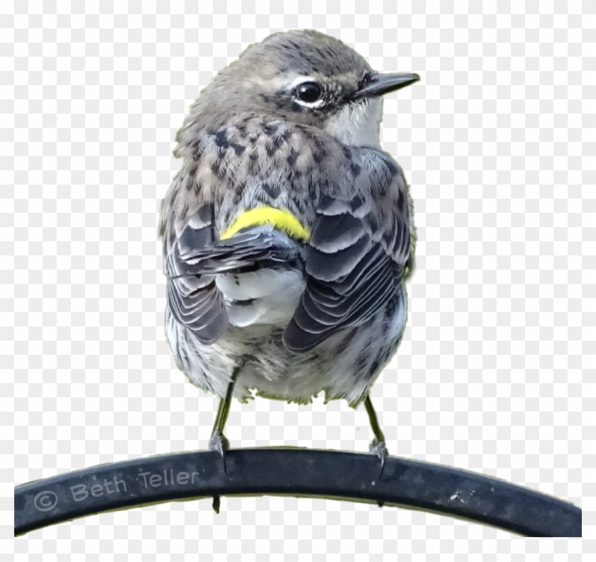 Bird Sticker - Yellow Rumped Warbler Clipart