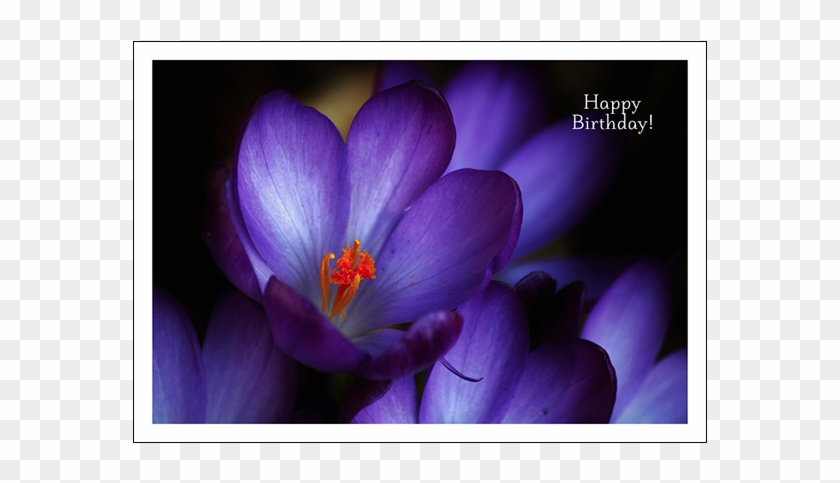 Purple Crocus Happy Birthday - Happy Birthday Purple Flowers Clipart