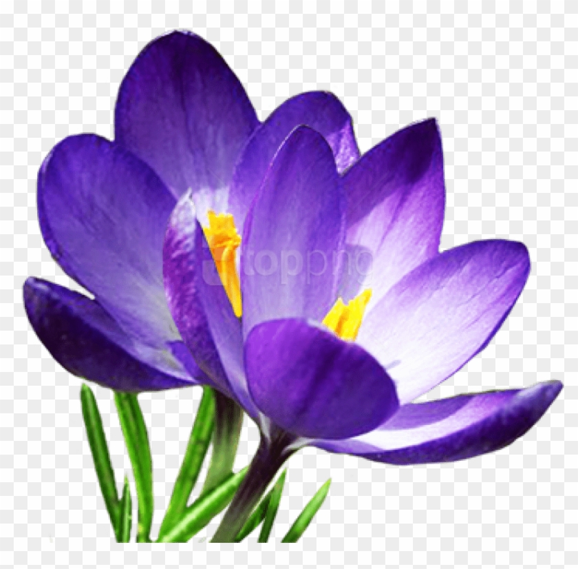 Free Png Download Crocus S Png Images Background Png - Crocus Png Clipart #3599444