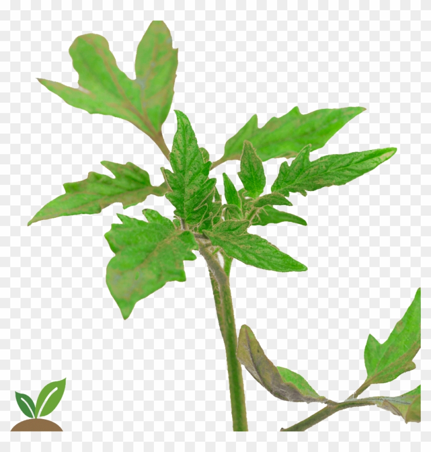 Mata De Coco Png - Plantita De Tomate Png Clipart #3599577