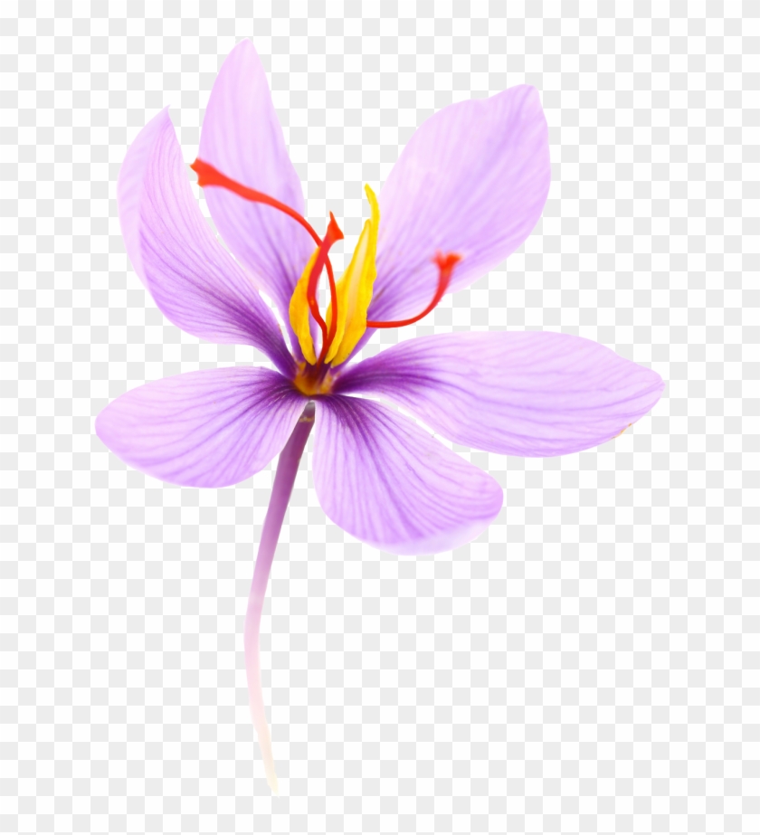 Saffron Is A Spice Coming From The Crocus Flower - Saffron Flower Png Clipart #3599650