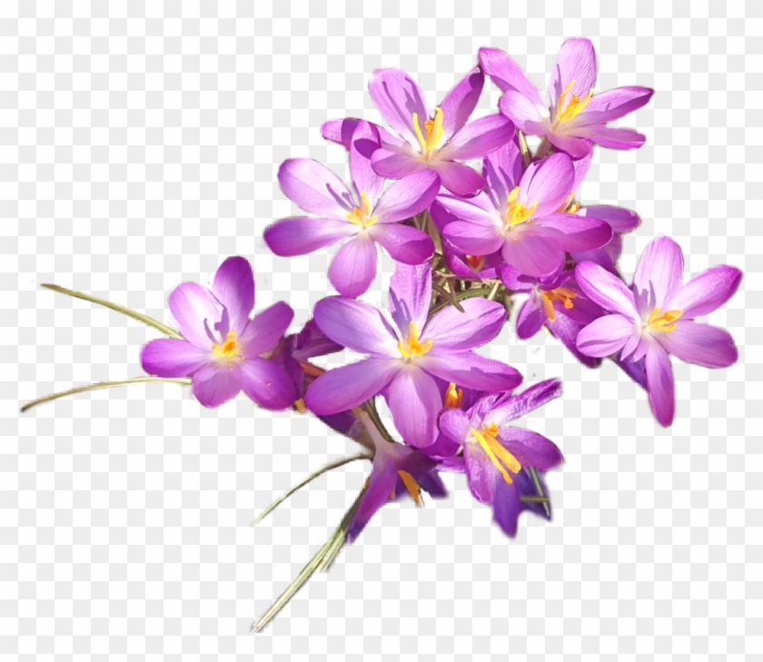 #crocus - Tommie Crocus Clipart