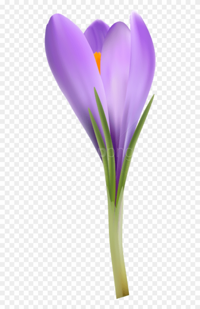 Free Png Download Crocus Png Images Background Png - Snow Crocus Clipart