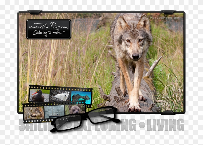 Meeting A Wild Wolf Face To Face In Alaska / Copyright - Wolfdog Clipart #360246