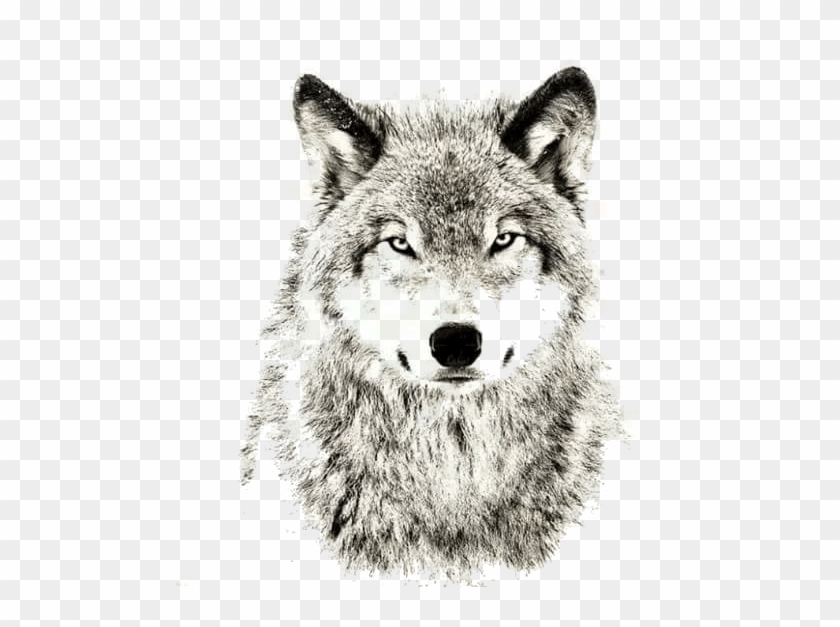 Wolves Don T Care About The Opinions Clipart