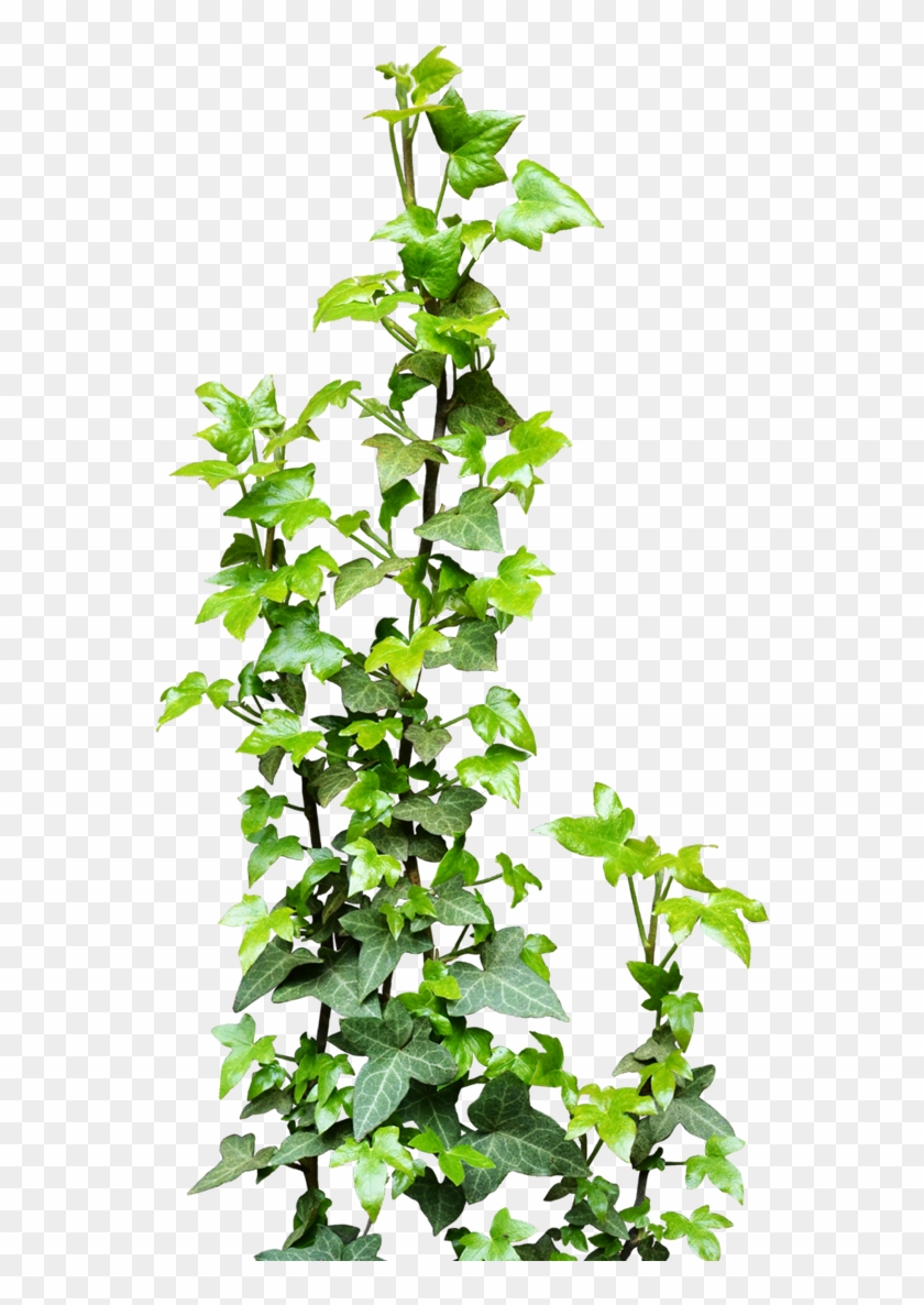 Vines Transparent Png Pictures Free Icons And - Creeper Plant Png Clipart #362009