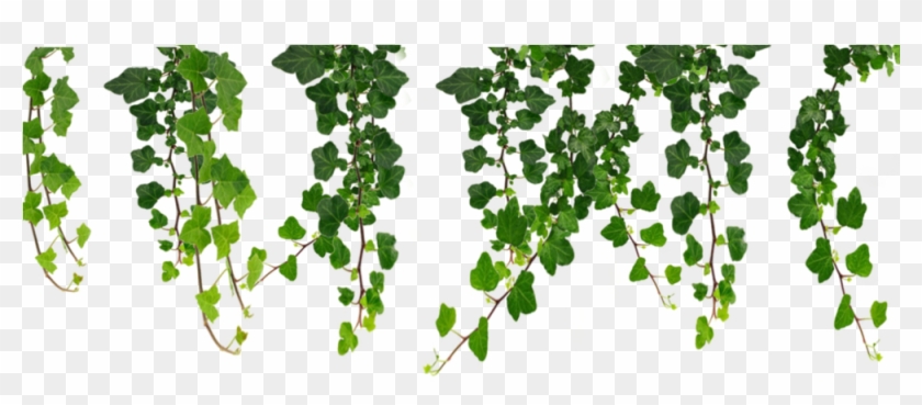 Jungle Vines Clip Art - Png Download