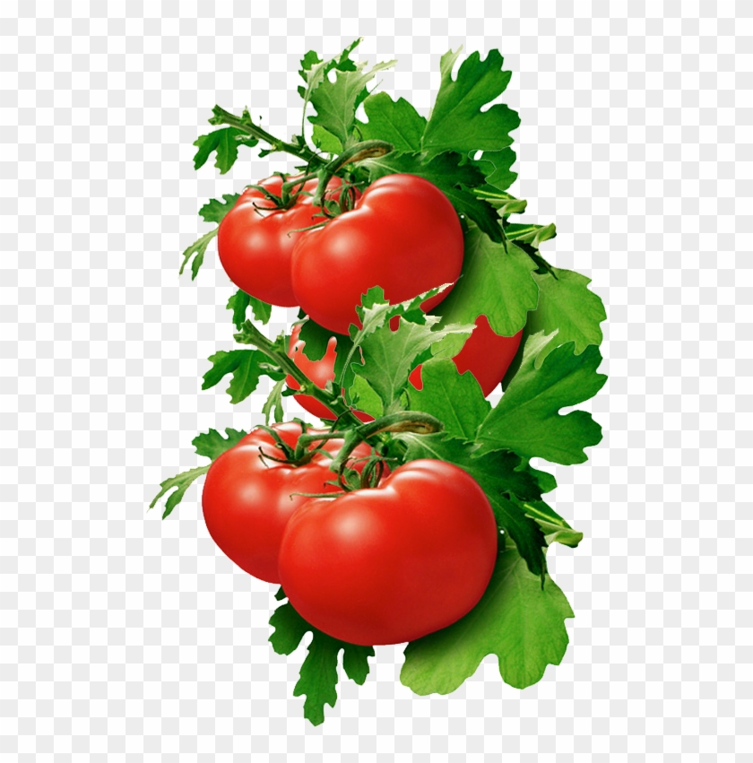 Tomato Basil Clipart #363122