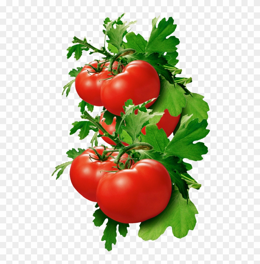 Tomato Basil Clipart