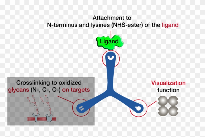 Hatric Lrc Clipart #363150
