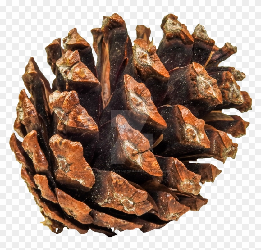 Pine Cone Png Clipart #363241