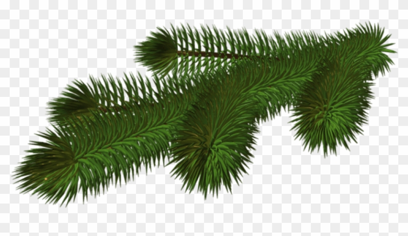 Free Png Transparent Pine Branch 3d Png - Christmas Tree Branches Clipart #363400