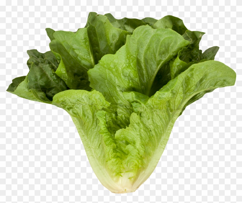 Free Png Download Romaine Cos Lettuce Png Images Background Clipart #363771