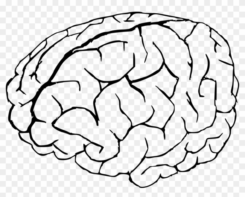 All Photo Png Clipart - Transparent Background Brain Clipart