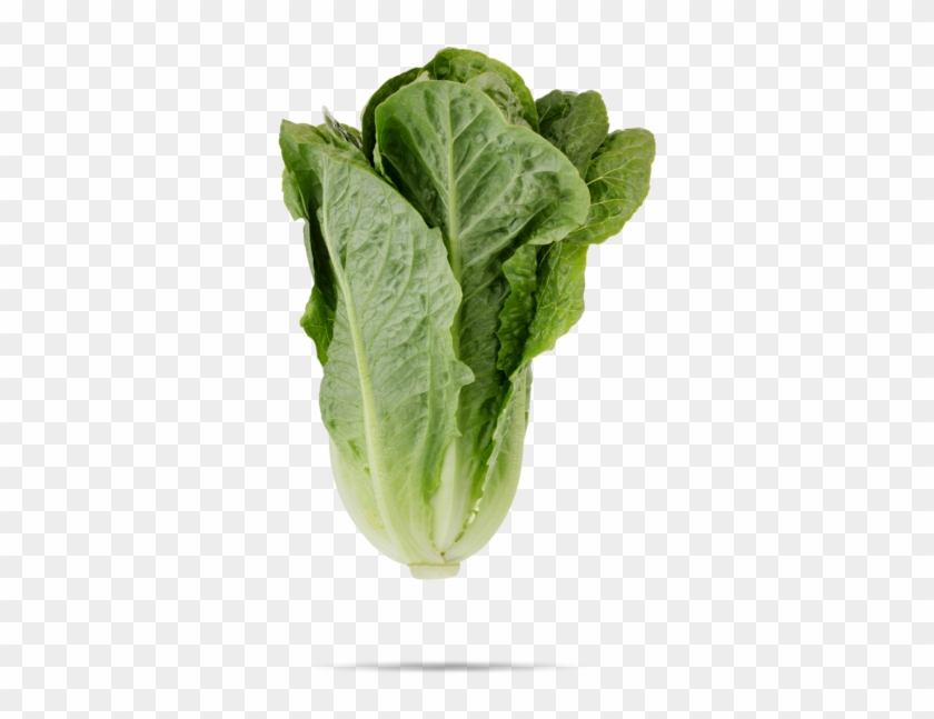 Cruciferous Vegetables Clipart #364059