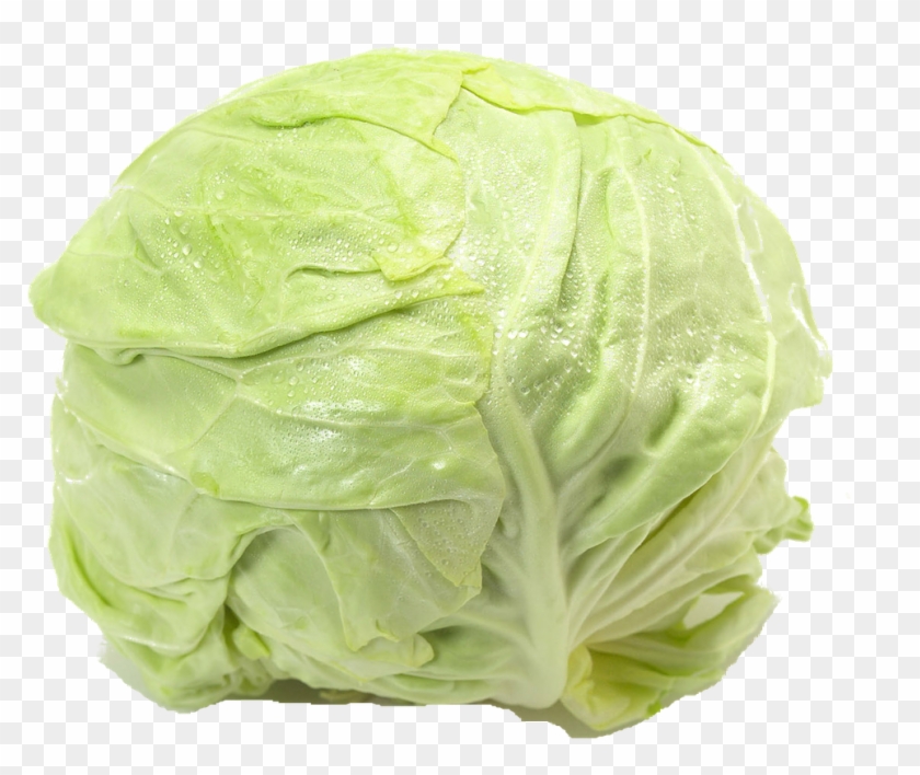 Utility Knife Lettuce - Iceburg Lettuce Clipart