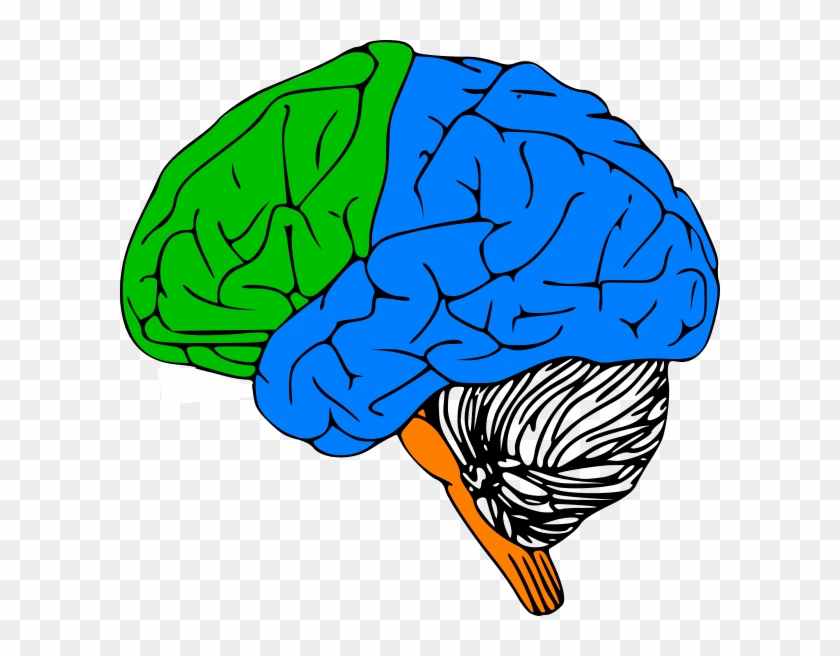 Luria Brain Clip Art - Left Hemisphere Of Brain Outline - Png Download
