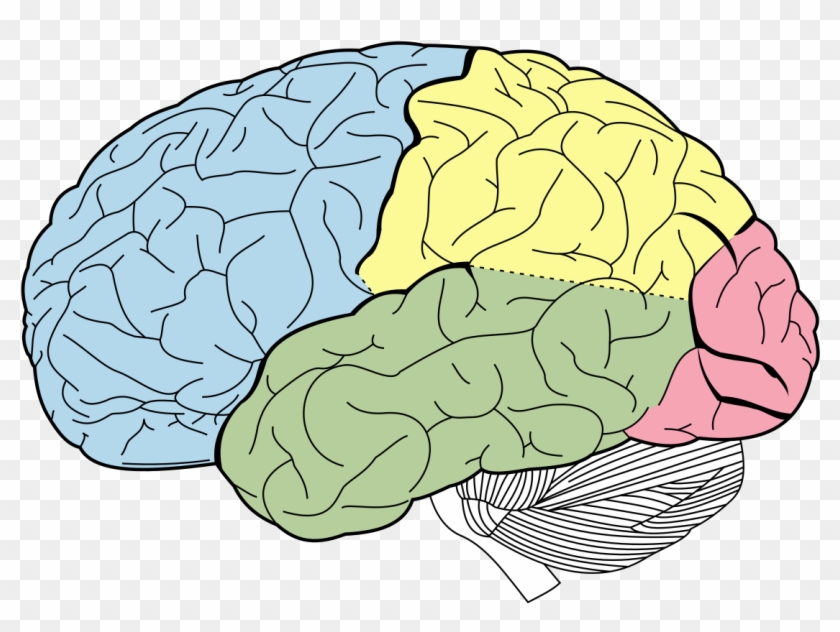 1200 X 857 3 - Lobes Of The Brain Unlabeled Clipart