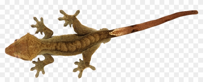 Lizard Png - Png Reptile Gif Clipart #364888