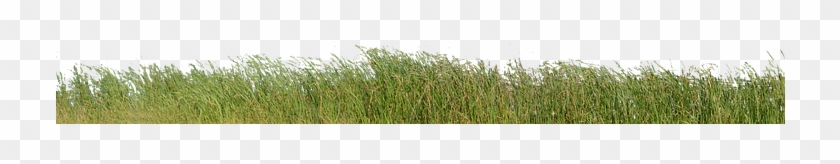 Grass, Grass With No Background, Nature, Green, Plant - Grass Clipart
