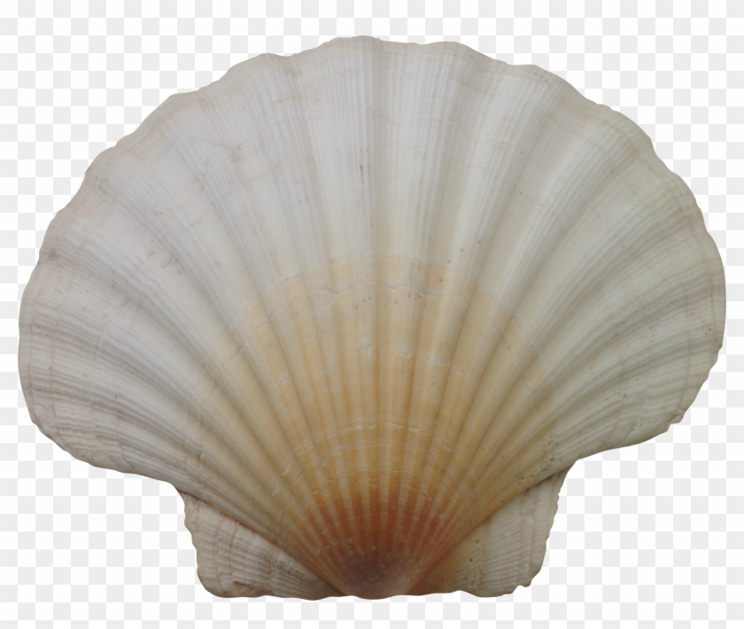 Seashell Png - Ракушка Фотошоп Clipart #366067