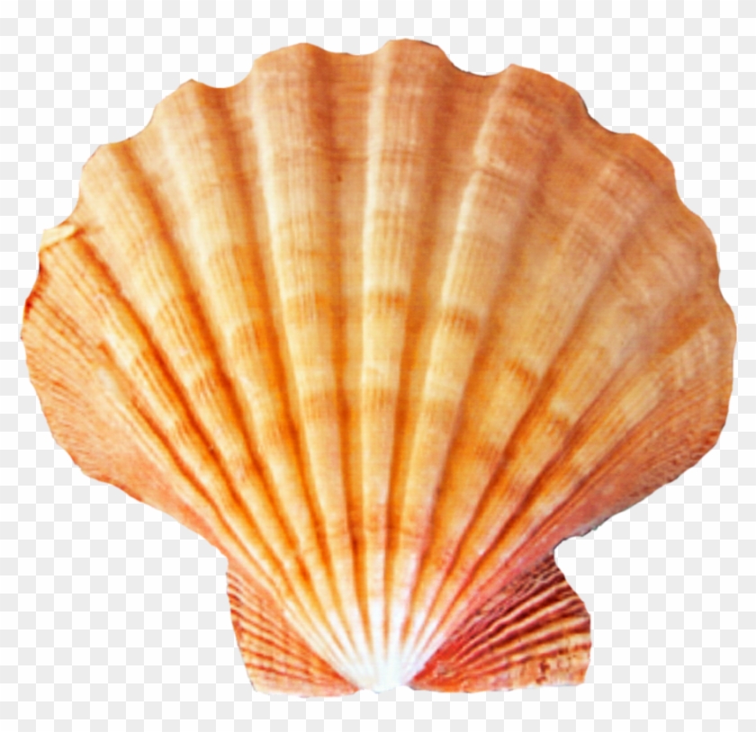 Sea Shell Png - Seashell Png Clipart #366103