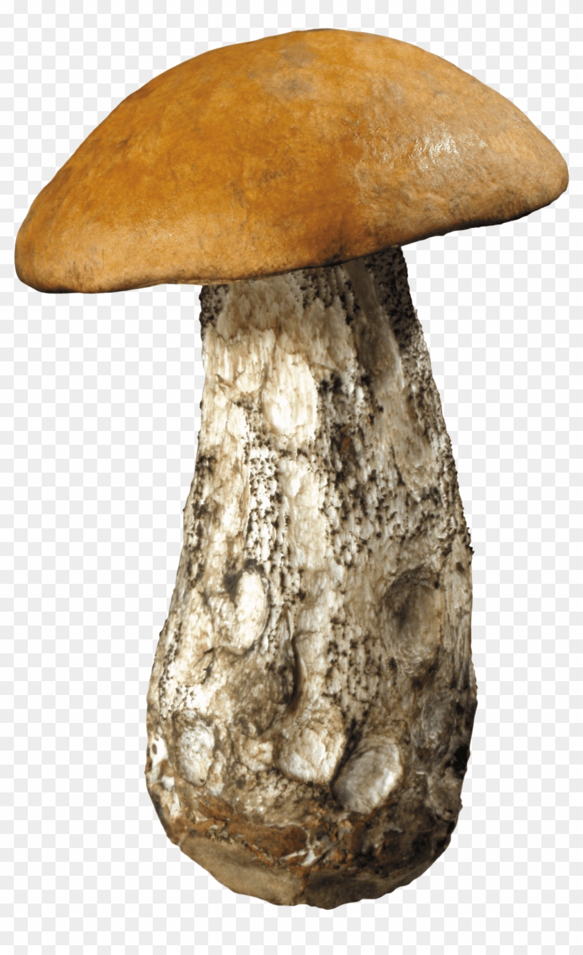 Nature - Mushroom Transparent Clipart