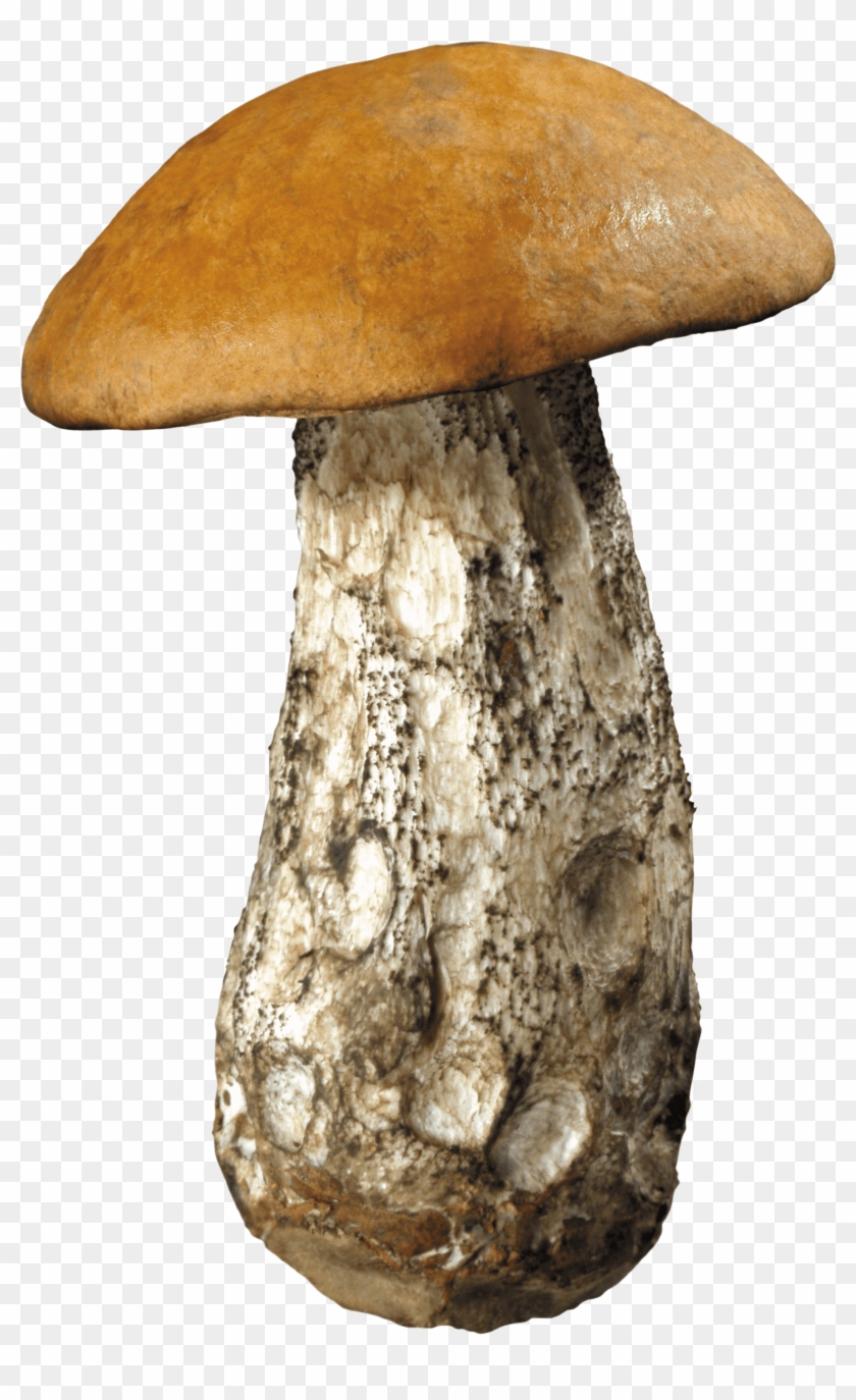 Nature - Mushroom Transparent Clipart #366164
