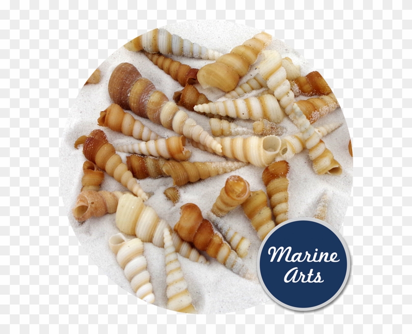 Screw Shells Medium - Bead Clipart