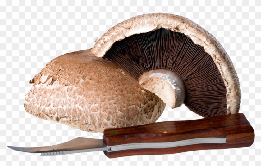 Mushrooms - Shiitake Clipart