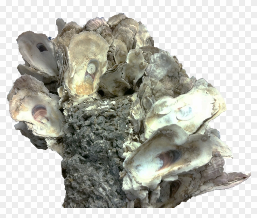 Presenting The Oyster Scaffold Clipart #366553