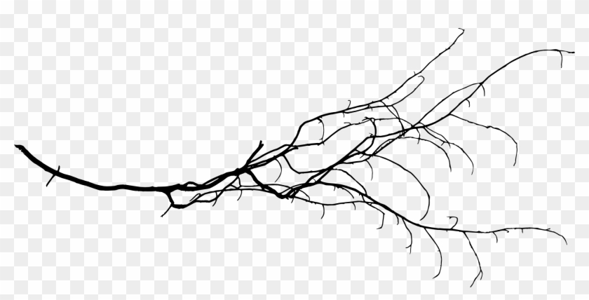 Image Free Branch Transparent Background - Portable Network Graphics Clipart