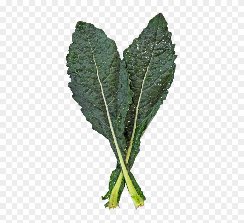 Kale Png Clipart #367393