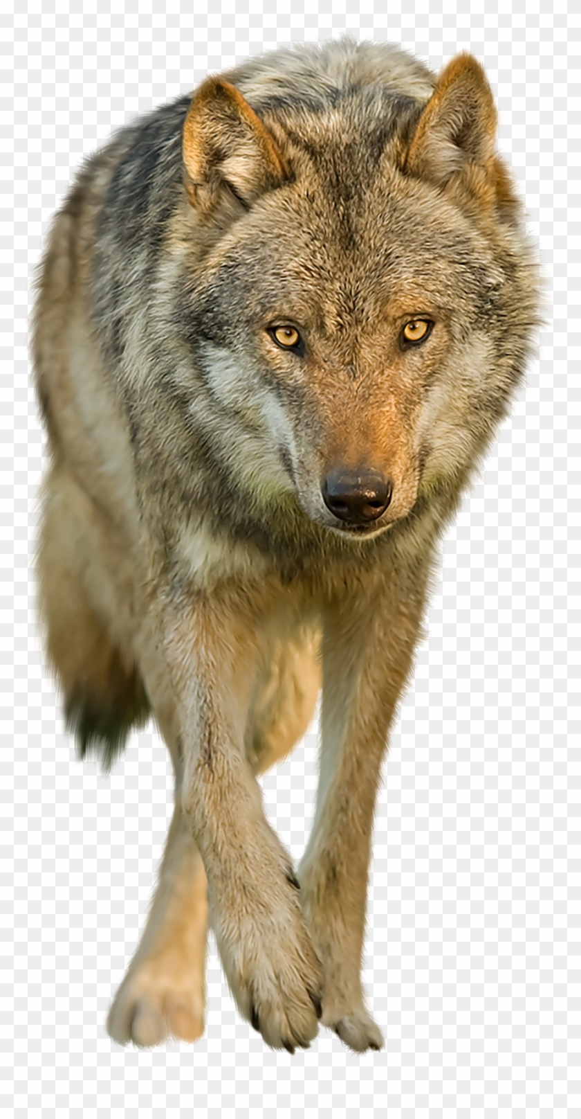 Wolves With Transparent Backgrounds - Transparent Background Wolves Png Clipart #367694