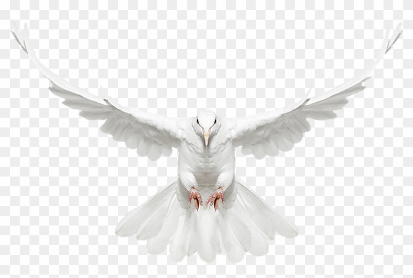 Dove Png - Dove Front View Clipart #368259