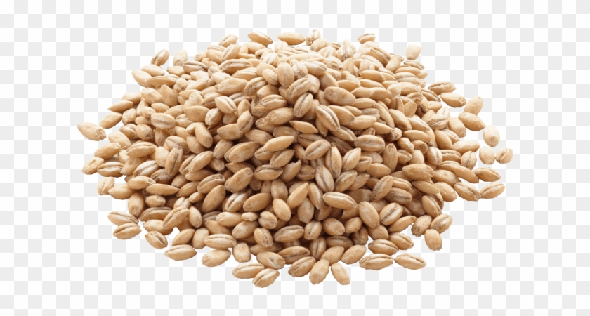 Barley Grains Png Clipart #369014