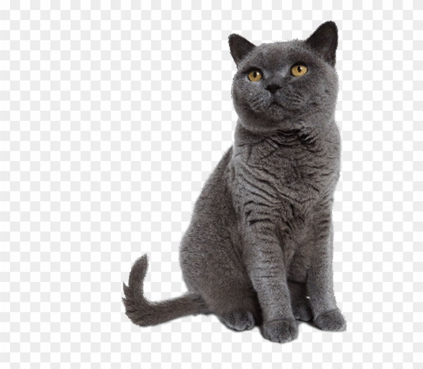 Grey Cat Sitting Transparent Image Cat Images - Transgender Clipart