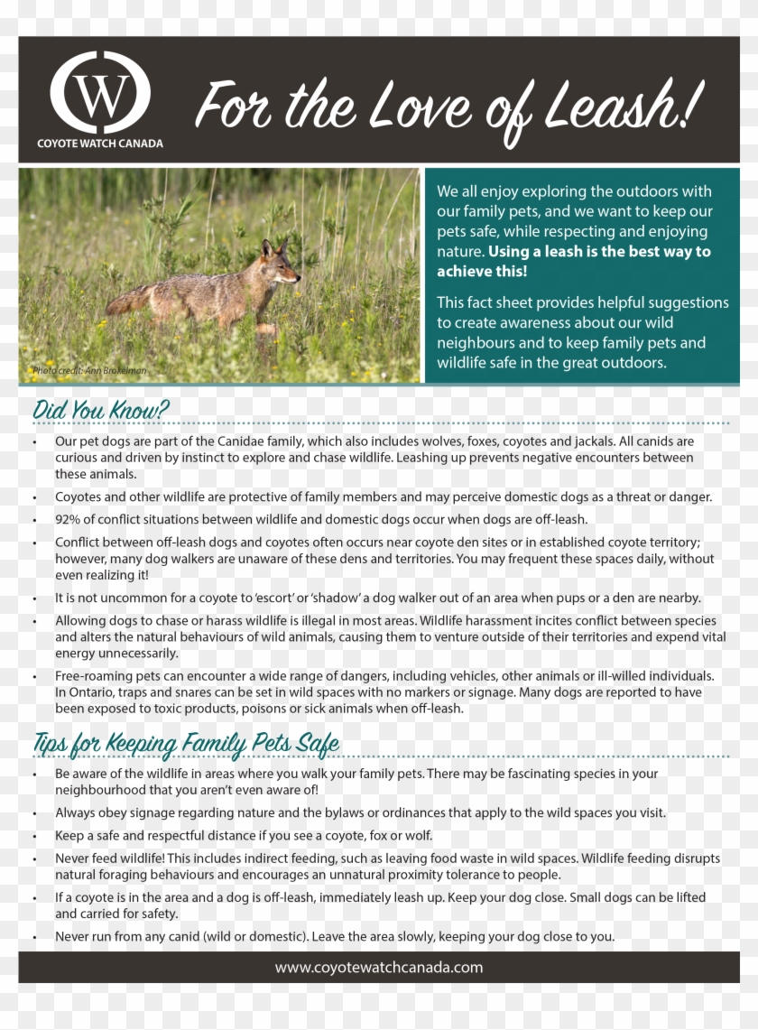 Coyote Watch Canada Or Go To Www - Brochure Clipart #369332