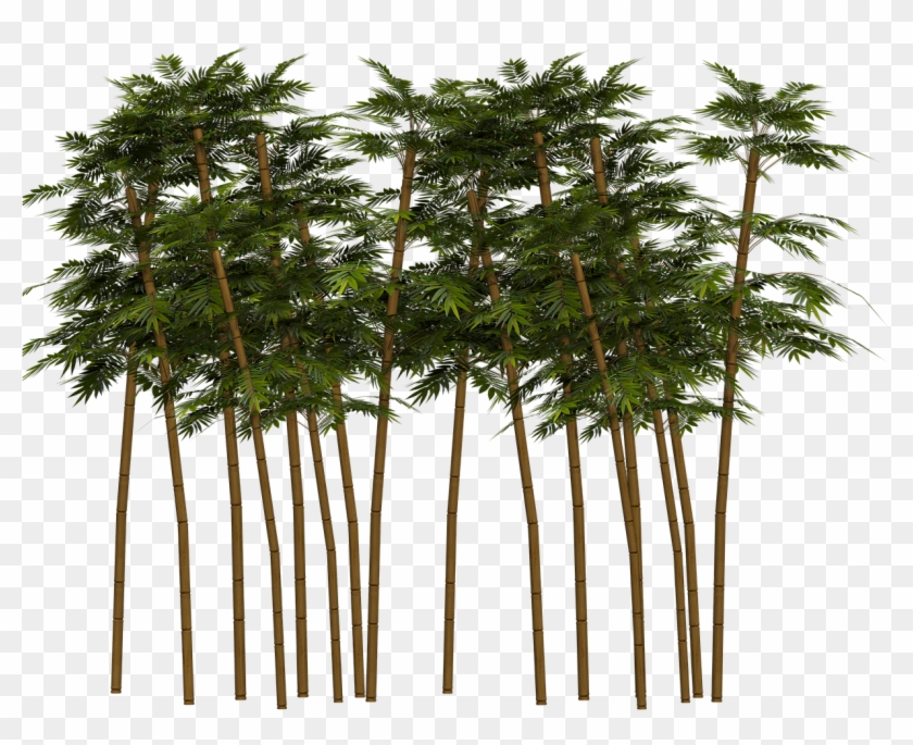 Bamboo Plant Wellness Png Image - Transparent Bamboo Plant Png Clipart #3600302