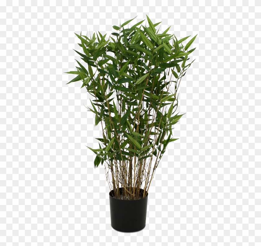 Single Bamboo Tree Png - Potted Bamboo Plant Transparent Clipart