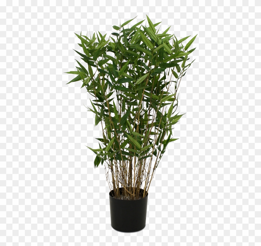 Single Bamboo Tree Png - Potted Bamboo Plant Transparent Clipart #3600359