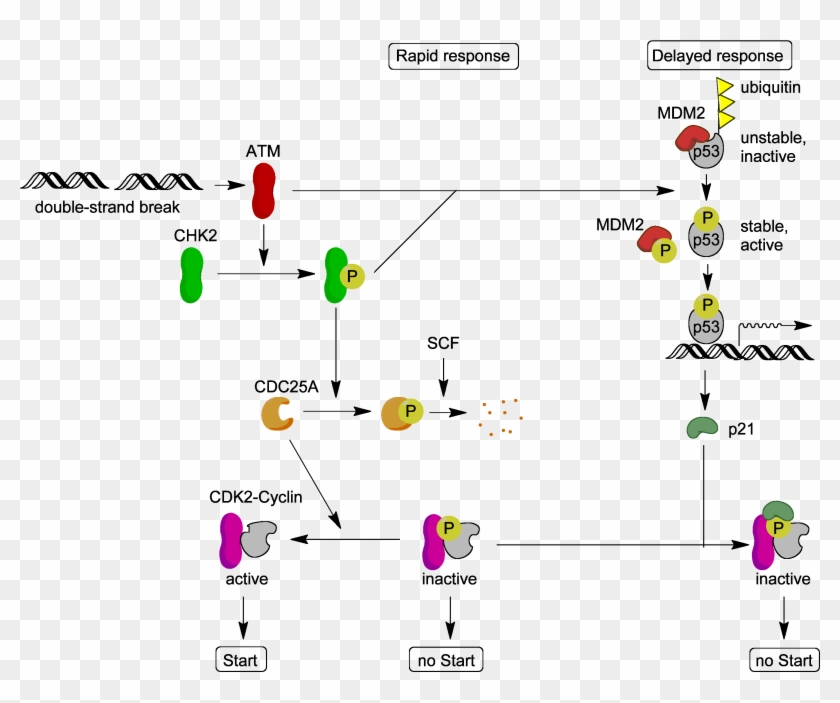 Atm Target Proteins - Cell Cycle And Programmed Cell Death Clipart