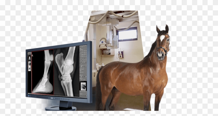 Kabellos/slider Medici Vet - Stallion Clipart #3601908