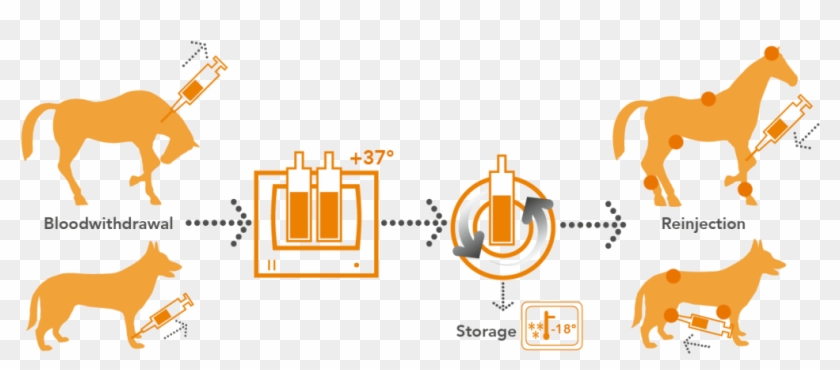Orthokine Vet Irap-processing Horse And Dog - Autologous Conditioned Serum Horse Clipart #3601932