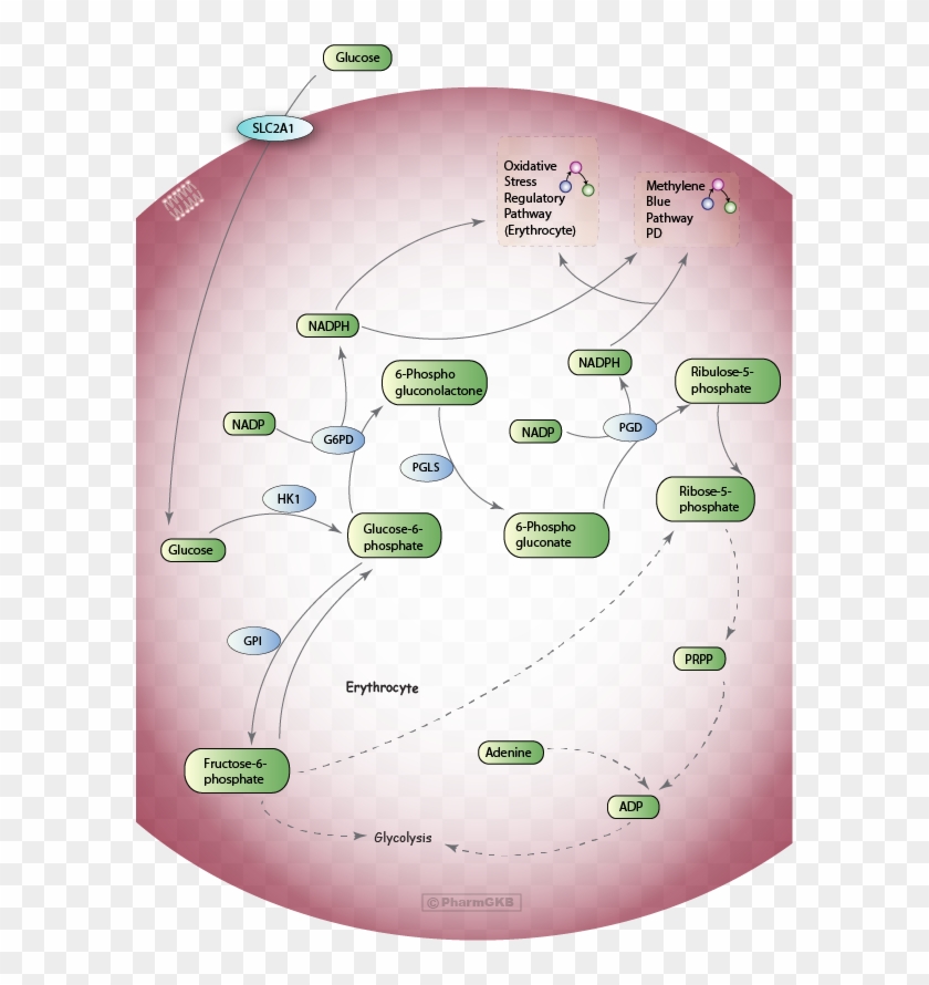 Pentose Phosphate Pathway , Pharmacodynamics Diagram - Pentose Phosphate Pathway In Rbc Clipart #3602014